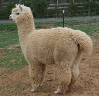 Alpaca For Sale - EMA Camelot Royale at Blue Earth River Farm Alpacas